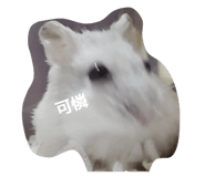 827779744
