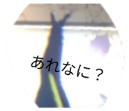827795365
