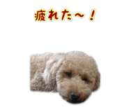 827802306