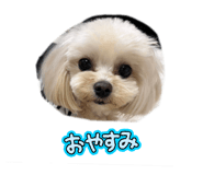 827803019