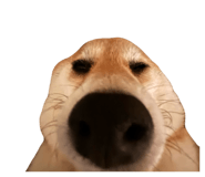 827803163