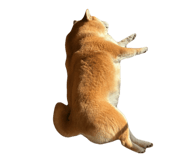 827803167
