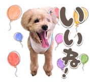 827814331