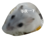 827816082