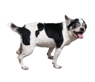 827820022