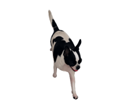 827820025