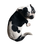 827820028