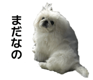 827836808