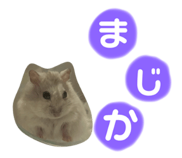 827870300