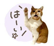 827882622