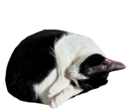 827943232
