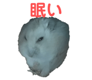 827956081
