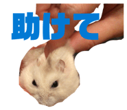 827956086