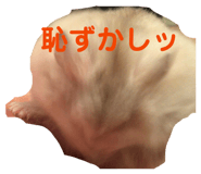 827956088