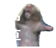827958864