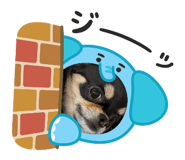 827972581