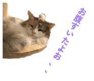 827990918
