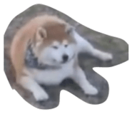 828081245