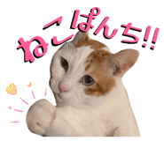 828119041