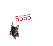 828204015