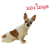 828234755
