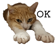 828256562