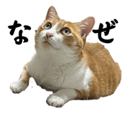 828256568