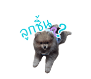 828447441