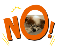 828483981