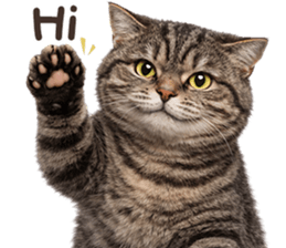 ลายที่ 1