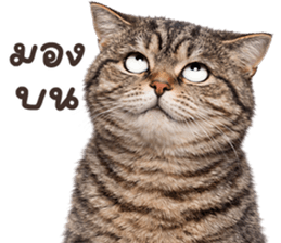 ลายที่ 15