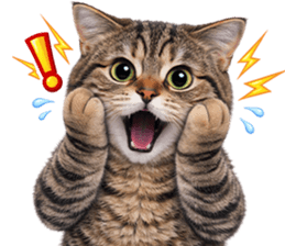 ลายที่ 31