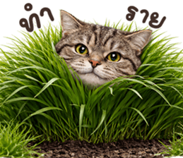 ลายที่ 33