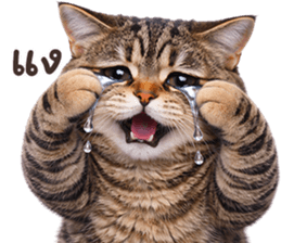 ลายที่ 35