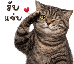 ลายที่ 37