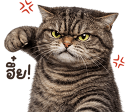 ลายที่ 39