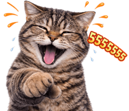 ลายที่ 43