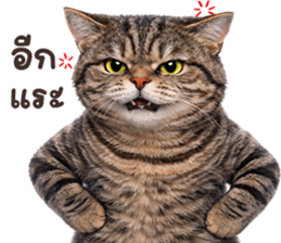 ลายที่ 71