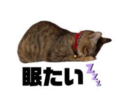 828530044