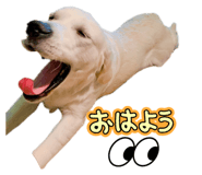828535333