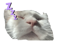 828676425