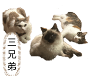 828676427