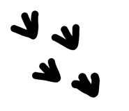 828701155