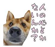 828703706