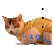 828710804