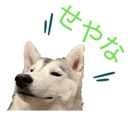 828907733