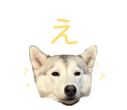828907734