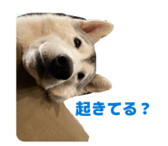 828907737