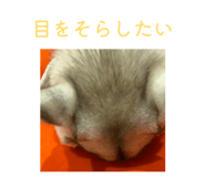 828907751