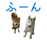 828907753